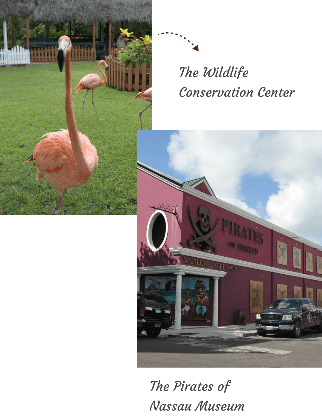 The Wildlife Conservation Center - Pirates of Nassau Museum
