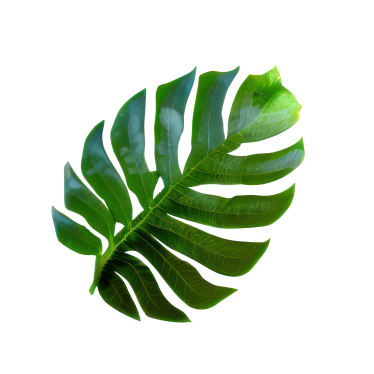 big-leaf