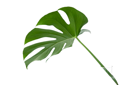 leaf-