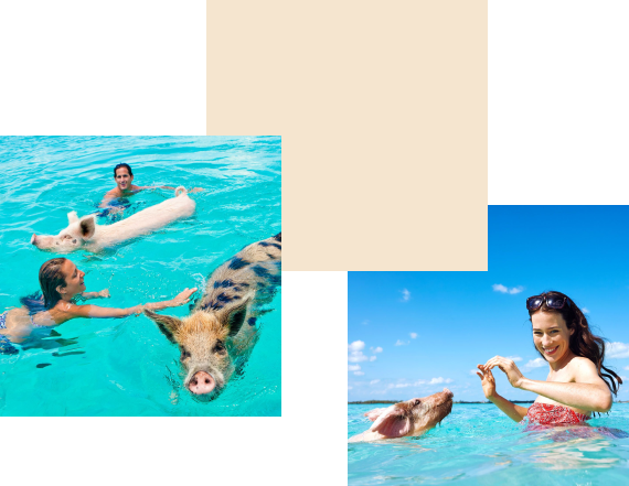 swim-with-pig
